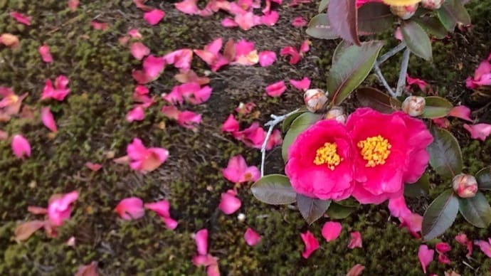 花の終わりの言葉