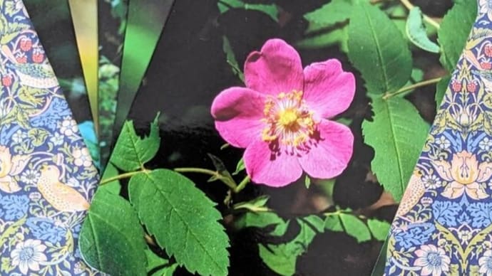 PRICKY WILD ROSE
