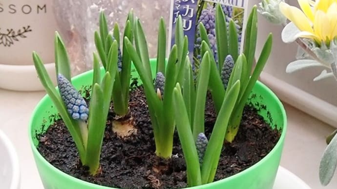 ムスカリ ビッグスマイルの花