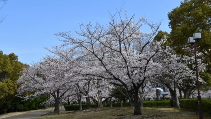 姫路城 と 満開の桜 '22.4.2