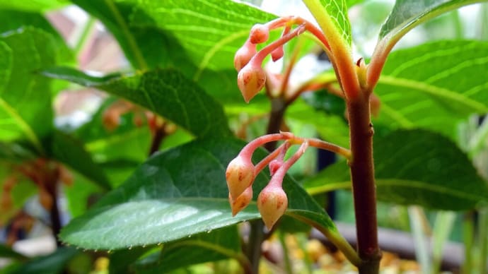 花木のつぼみ 挿し木の活着 ホバリングの名人