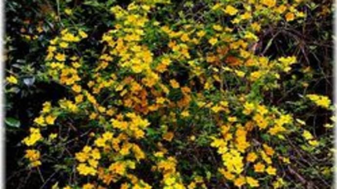 ヤマブキの花