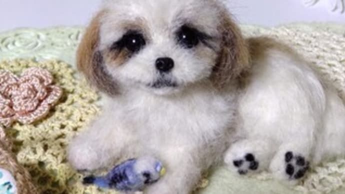 羊毛っこ マルシーズーちゃん♪生まれました(*^▽^*)