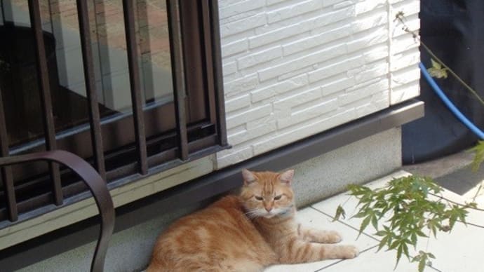 暑さに強い猫