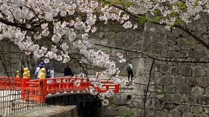 今日の鶴ヶ城