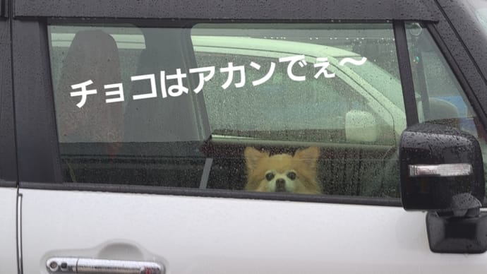 その後のチワワの薬事情です