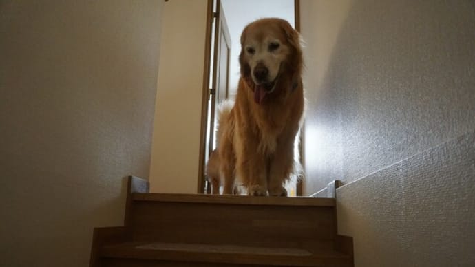 バンダナ生活