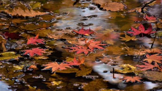 紅葉の苫小牧北大研究林