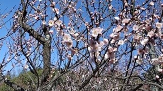 先週に続いてまたお友達に会いました 大阪府営山田池公園 かに道楽