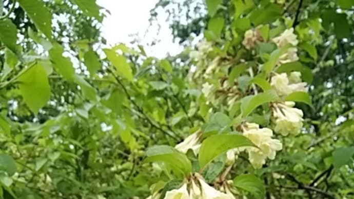 雨の日のニシキウツギ(二色空木)スイカズラ科タニウツギ属