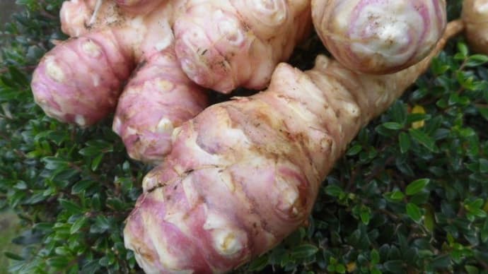 糖尿病 と コロナウイルス 「菊芋」 通販店 相模原市・高城商店
