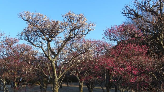 梅小路公園に梅の花が咲きました!