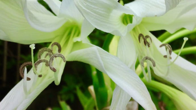 水道みちの8月の花