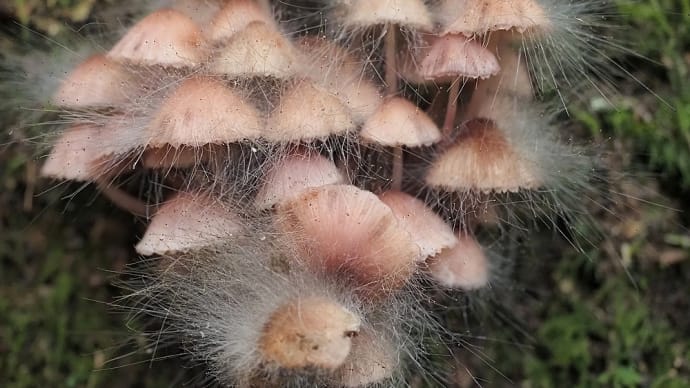 ★初めて見た毛が生えたような不気味なキノコ🍄 2023