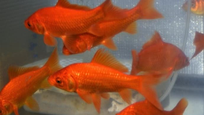 震災金魚