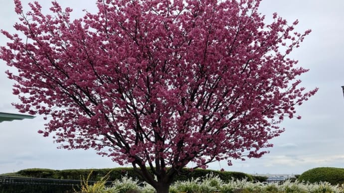 寒空に 「港の見える丘公園」の桜いろいろ