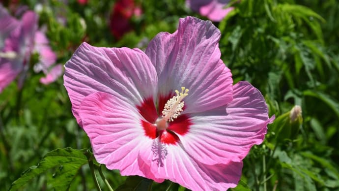 タイタンビカス狩り 神奈川県平塚市 神奈川県立花と緑のふれあいセンター 花菜ガーデン(3)タイタンビカスとムクゲ