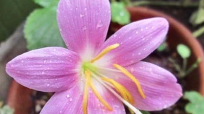 庭に咲く花と虫たち