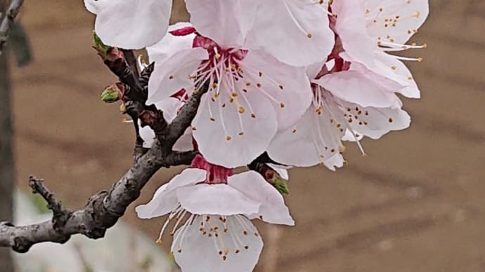 杏の花🎵春がきた🎵
