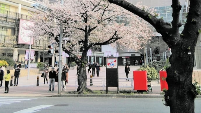 たまプラ桜、間に合った!