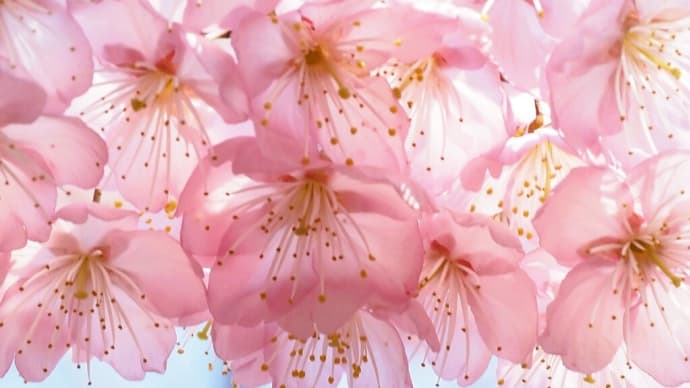 皇子が丘公園 ハツミヨ桜.....明るく