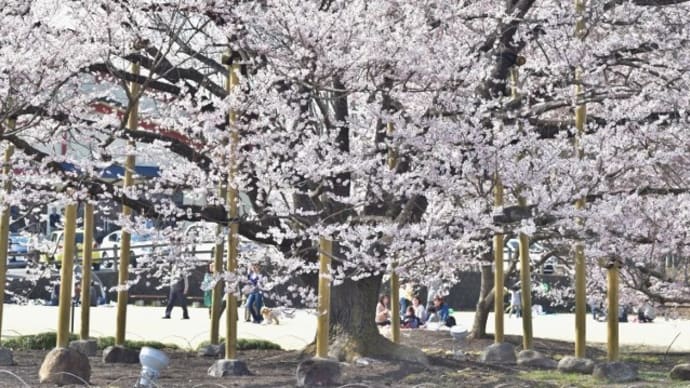 淡墨桜が咲いています