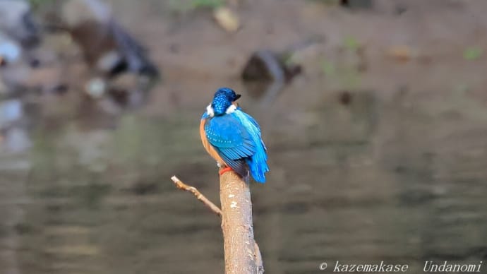 カワセミ カワガラス オシドリ リュウキュウサンショウクイ