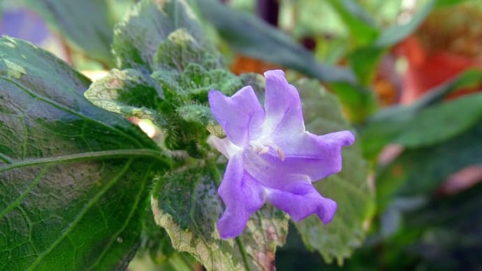 鈴虫花が咲き、人工衛星が飛び交い、白鶴花が舞う