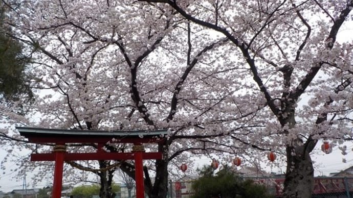 ☆八幡神社の桜が満開になりました☆