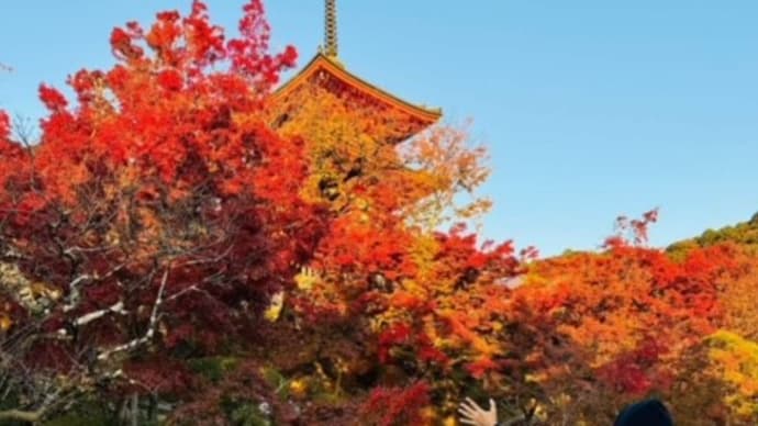 越前浜富潜水部京都紅葉活動報告♬