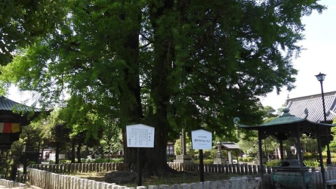 国宝 鑁阿寺(ばんな) 巨木と建築物