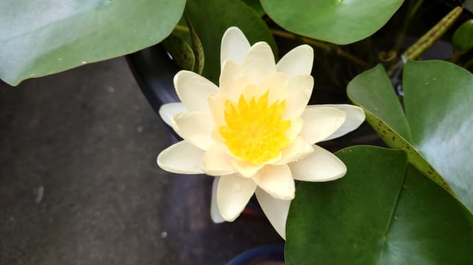ミニ睡蓮が頑張ってる