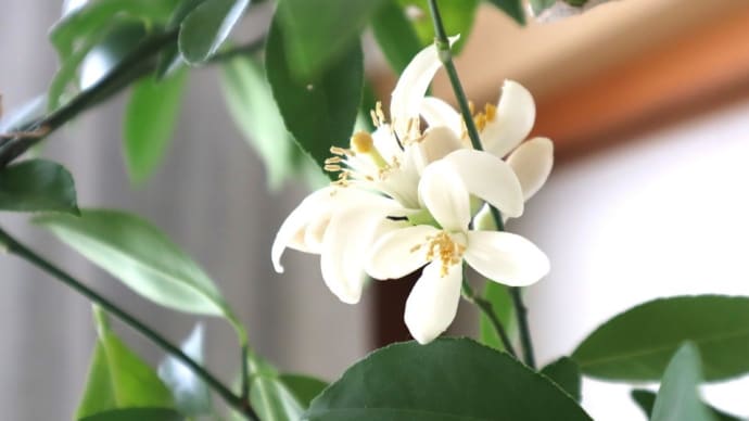 今年も鉢植えのレモンに花が咲きました。