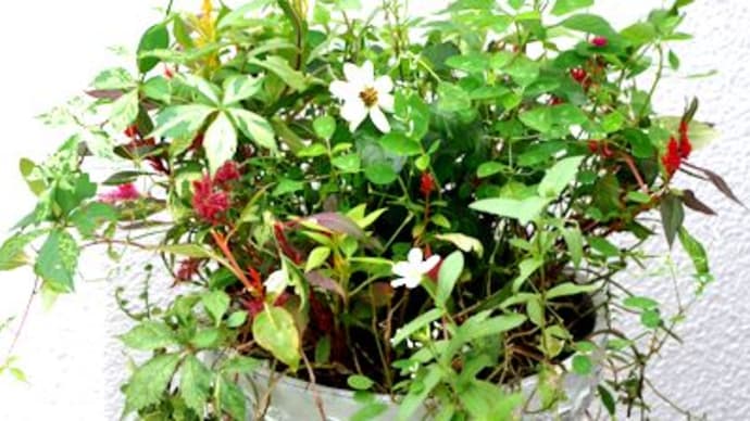 6月に植えたクロサンドラの鉢、プランツギャザリングのその後
