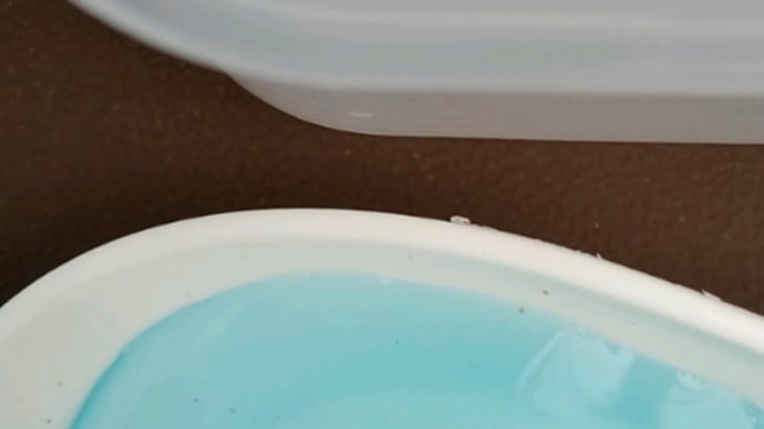 サタンメダカの卵が孵化し初めました