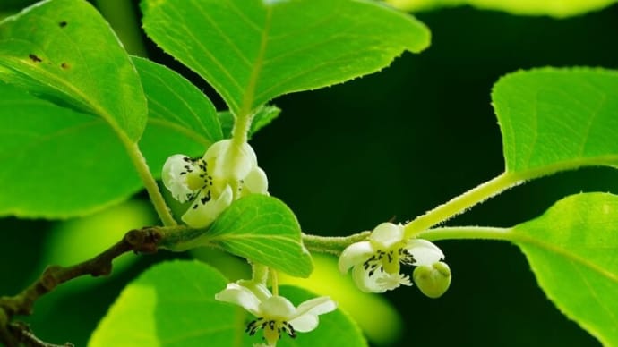 サルナシ、ユキノシタ、マツヨイグサ・・・(板橋区立赤塚植物園 2025.5.11撮影)