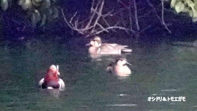 02/13探鳥記録写真:某池のトモエガモ&オシドリ、