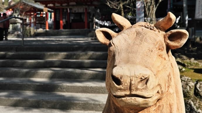 今年の咲きは遅れてる