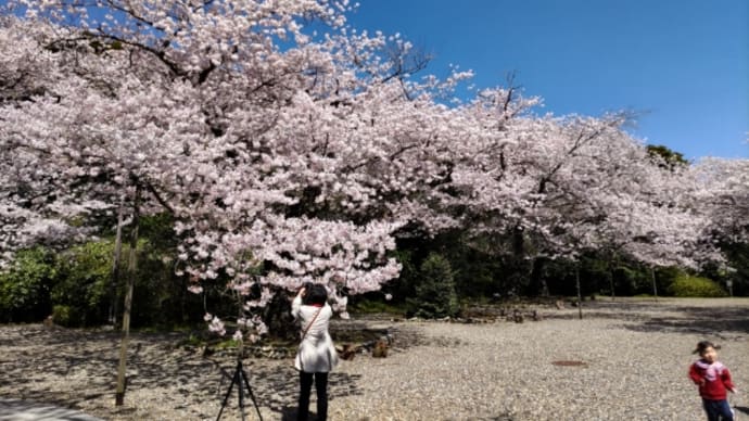 お花見