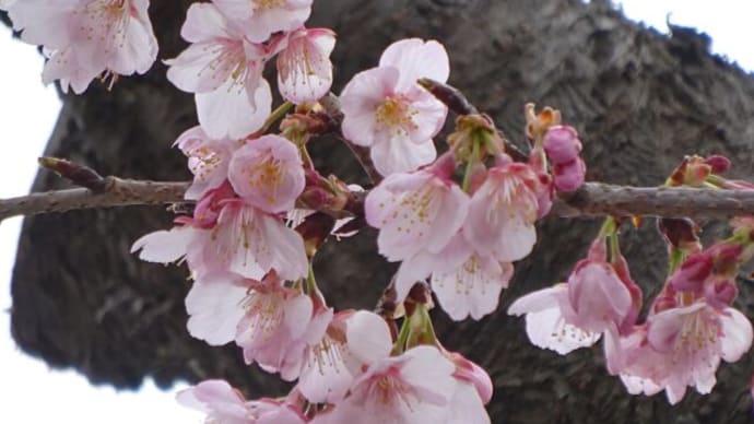 河津桜・サンシュユ・八重椿