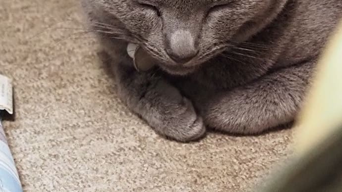 猫たちもお疲れみたいです