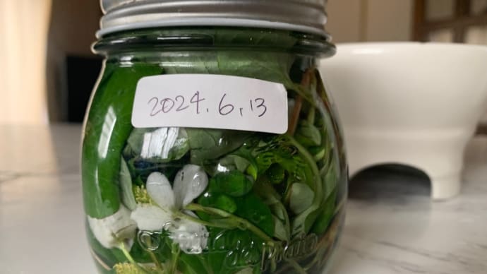 ドクダミの虫除けスプレー
