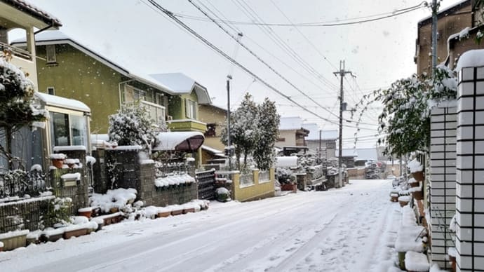 朝起きたら雪景色でした。