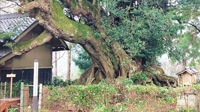 千葉県匝瑳市安久山にあるシイの大木、 約1,000年の大木のようです。