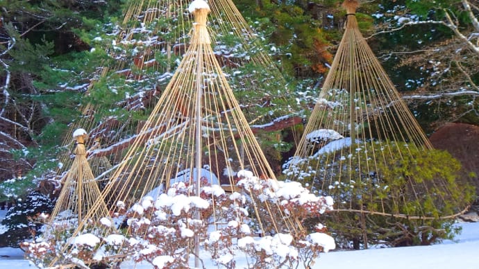 雪吊り・函館見晴公園2024