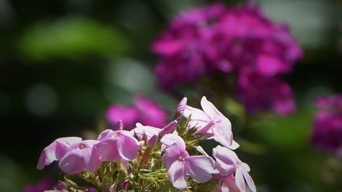花色いろいろ「クサキョウチクトウ」(草夾竹桃)