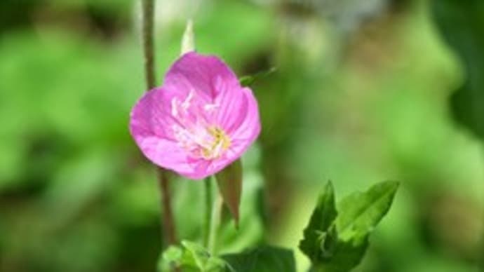 我が家の庭の小さな花たち(赤花夕化粧)