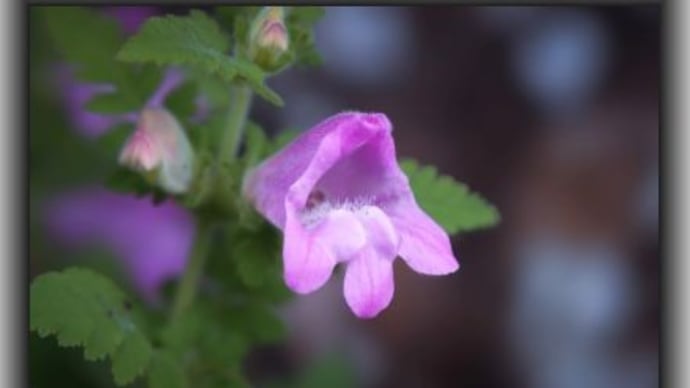 コシオガマ コウの花図鑑