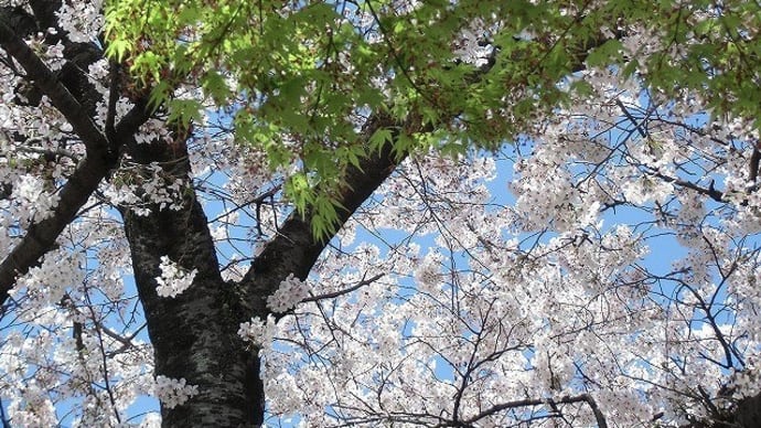桜の思い出「千光寺公園・福山城」＆懐かしいでちゅね😹