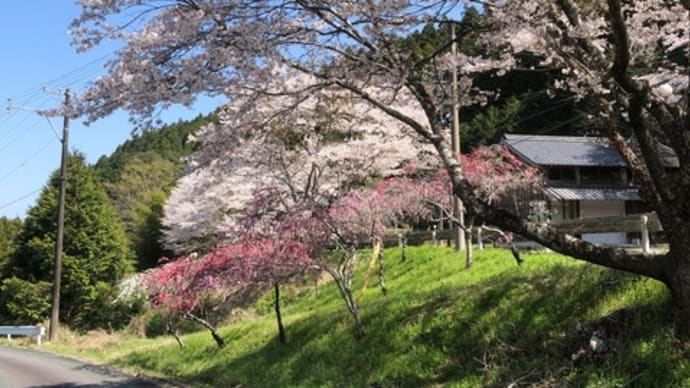 花桃の里